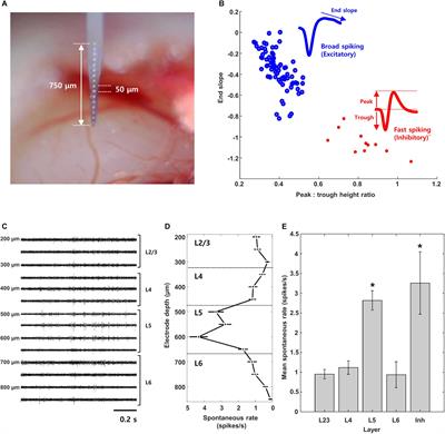 Response of Mouse Visual Cortical Neurons to Electric Stimulation of the Retina